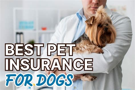 best pet insur ance for older dogs.insquoteslk.com.